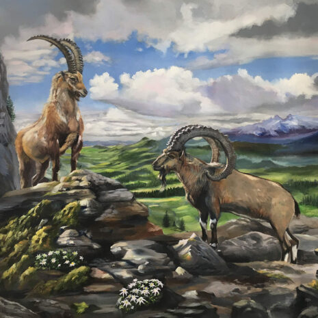 A digital photograph of a painting of two Alpine Iex, also known as steinboks, by Martha J Dodd