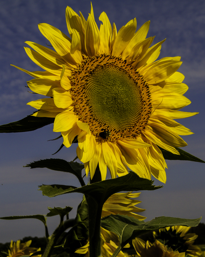 Sunflower by Denny Souers