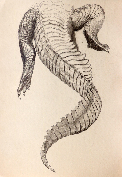a digital photo of a pencil drawing of an alligator's tail