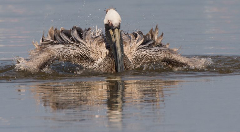pelican by Denny Souers