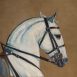 A digital Photo of an oil painting depicting a white spanish horse by Martha JDodd