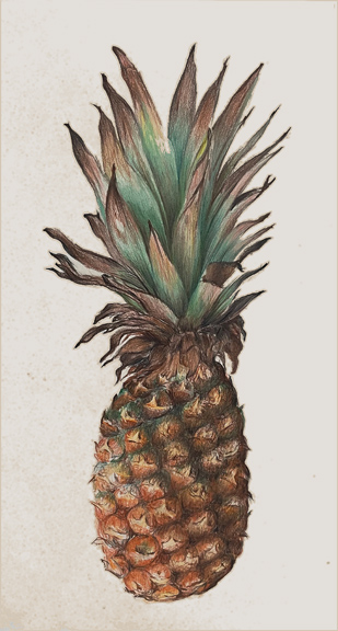 Pineapple, Colored Pencil Painting by Anne Tuttle