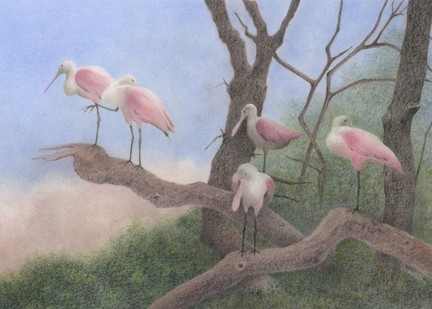 Tuttle Roosting Spoonbills, colored pencil painting of several spoonbill birds on tree branches, Hirdie Girdie Gallery