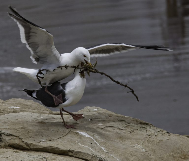 Sea Gulls by SOUERS