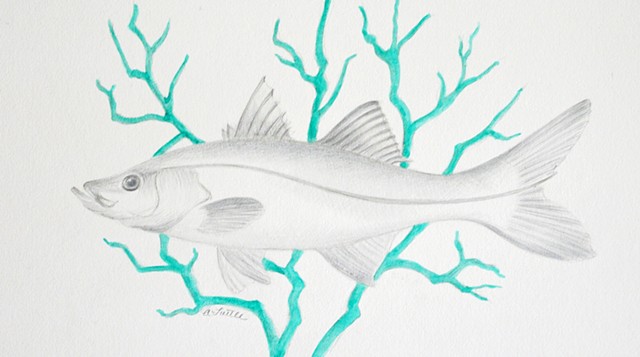 Snook-Silverpoint and Ink by Anne Tuttle