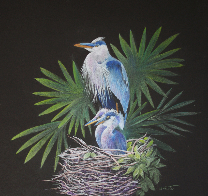 Tuttle, Proud Parent, colored pencil painting of blue heron and babies on black background Hirdie Girdie Gallery
