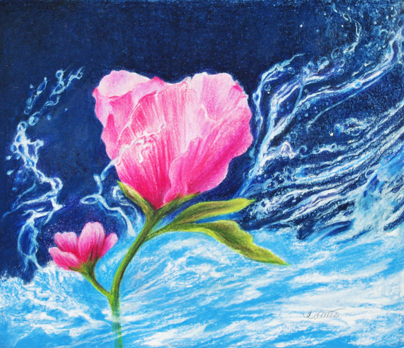 Tuttle, Water Rose, colored pencil painting of a Rose of Sharon with water splashes on a blue background, Hirdie Girdie Gallery