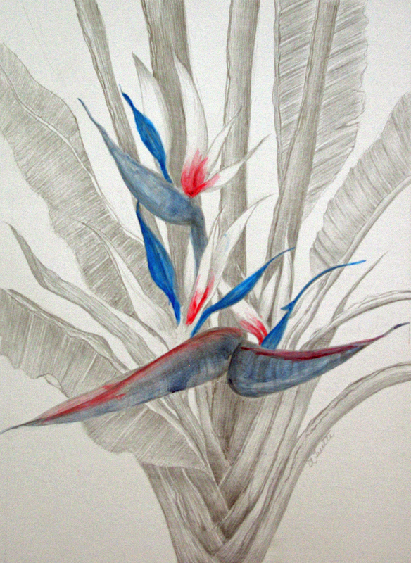 Tuttle White Bird of Paradise, Silverpoing and ink rendering of Bird of Paradise plant,Hirdie Girdie Gallery
