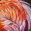 detail of the flamingo's feathers