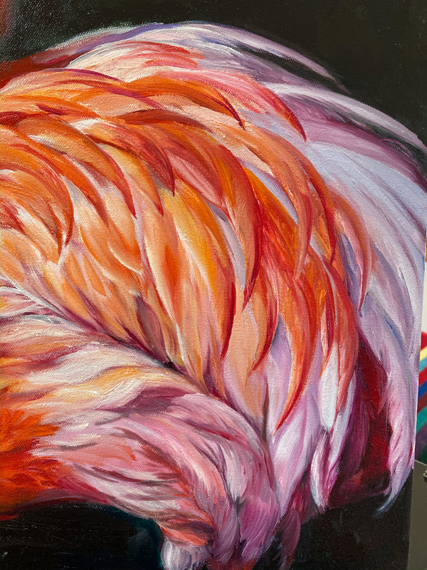 detail of the flamingo's feathers