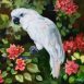 white cockatoo with pink beauganvilla painting by martha dodd