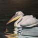 Gentleman on the water, a painting pf a white pelican floating on dark water by martha dodd