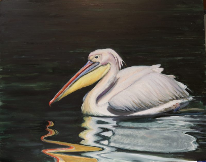 Gentleman on the water, a painting pf a white pelican floating on dark water by martha dodd
