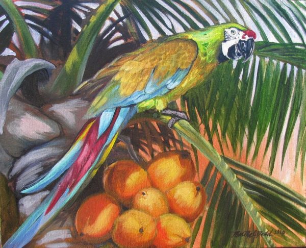 painting of colorful macaw perched in a coconut palm by martha dodd