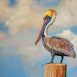 painting of a pelican on a piling by Martha Dodd entitled sunwashed pelican