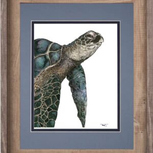a sea turtle print framed and matted by nikki taylor