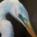 Great White Egret Blues Detail Face copy